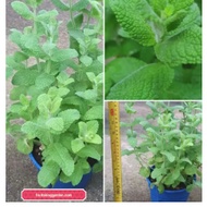 Anak Pokok Apple Mint / Woolly Mint  Herb Edible Live Plant