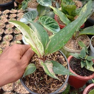 tanaman hias anthurium hokery varigata - hokeri black variegata - real