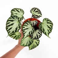 (Promo) Begonia Imperialis Begonia Tapak Kucing Begonia Tapak Macan -