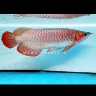 ikan arwana super red i tiaw lung itl 40 cm
