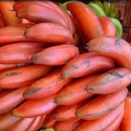 ` Bibit Pisang Kidang Merah