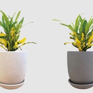 │ 霧陶系列 │ 金鑽變葉木 - 水耕 無土 懶人盆栽 室內植物 陶