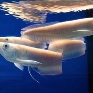 Ikan arwana silver albino