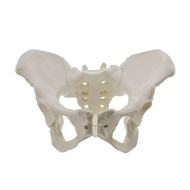Life Size Female Pelvis Model Hip Model - Female Anatomy Model Hip Bone Pelvic Model Female Anatomic