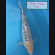 Ikan Koi Asagi Import Jepang. Bersertifikat