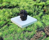 天然埃及預言石造型原礦 心靈平靜石 平撫情緒 快速出貨