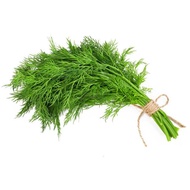 fresh Dill 100g 新鲜莳萝 seger dill
