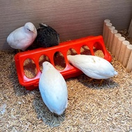 1/3/5pcs Rudin Chicken Feeder Automatic Water Feeder For Chicks Quails Chicks Feed Box Automatic Fee