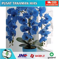 Seedling Anggrek Dendrobium Blue - Biru - Bunga Hias Anggrek - Tanaman Hidup - Bunga Hidup