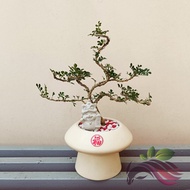 [Bonsai] Mini bonsai rosita deco garden real live plant 一粒金盆栽植物 by LS Group