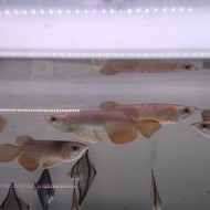 Ready stok ikan arwana golden red 15-16cm