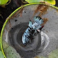 Ikan cupang avatar gordon (female)