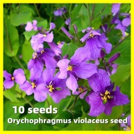 Orychophragmus Violaceus Seed - งอกง่าย 10เมล็ด/ซอง Purple Flower Seeds for Planting ต้นไม้มงคล บอนสี ไม้ประดับ บอนสีพันหายาก ดอกไม้ปลูก แต่งบ้านและสวน เมล็ดดอกไม้ เมล็ดบอนสี ดอกไม้ปลูกสวยๆ เมล็ดพันธุ์ดอกไม้ พันธุ์ดอกไม้ ต้นบอน บอนสีหายากไทย ดอกไม้ ต้นไม้