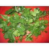 1 kg thân lá Bình Bát Dây khô khách đặt mới hái sấy khô và gửi ngay