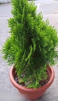 Thuja pine so Gorgeous in pot dia 10inches,  plant ht  1.5ft. Delivery fresh n beautiful 🪴 to you (T