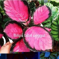 Bibit Bunga Aglonema Calatea Aglonema Crimson