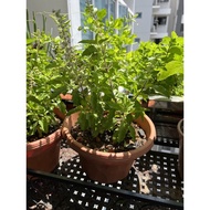 Dwarf purple holy basil Plant Tulsi Edible Herb Plant 100% organic and edible