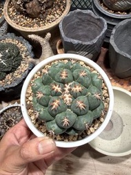 短豪刺象牙丸 Coryphantha elephantidens