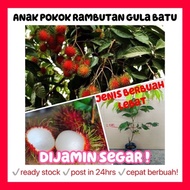 Rina • anak pokok rambutan gula batu • dijamin segar cepat berbuah hybrid cepat berbuah fruit sapling Malaysia buah