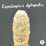 Espostoopsis dybowskii #ต้นเดี่ยว แคคตัส กระบองเพชร cactus&amp;succulent