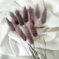 Dried Candy Colour Lagurus/Rabbit Tail Kelinci Bunga Kering Warna - BLACK