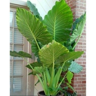 ALOCASIA EAR ELEPHANT | ANAK POKOK KELADI TELINGA GAJAH