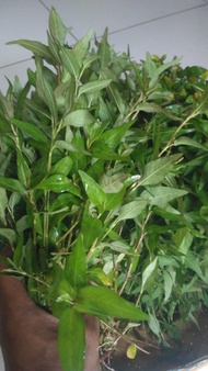 Daun Kesum Segar 500 Gram - Daun Laksa Leaf Segar Organik