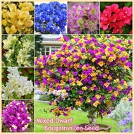 Colorful Dwarf Bougainvillea Flower Seeds for Planting (20 Seeds ) Bougainvillea Pants ❏ ♒ ▪
