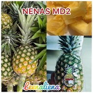 NENAS MD2 👉🏻 Nanas Md2 Premium  ( MANIS )