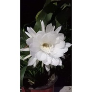 Queen of the night plant