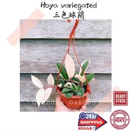 (GG real plant) Hoya variegated ^ hanging pot Pokok hidup hiasan rumah gantung live indoor houseplan