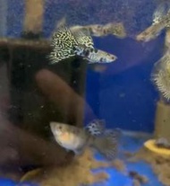 黃蕾絲蛇王 孔雀魚 ●買五對送一對●