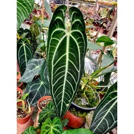 Anthurium warocqueanum Dark form(Queen) (Ori) *Not Crossing*