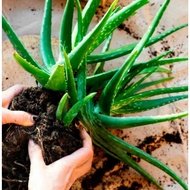 Anak Pokok Lidah Buaya