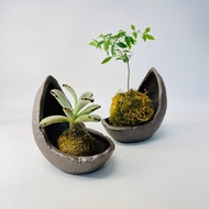 Flower Pot King Zhiyu Ruomu Succulents Sketch Bonsai Moon Shape Saddle Horse Southern Barbarian Spec