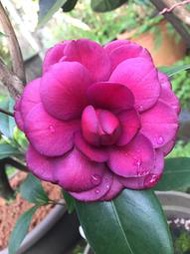 【盛宏茶花】茶花品種︱原棵大型庭園茶花樹︱1呎5盆︱海角樂園GS003(樹高1.5米)