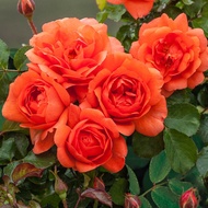 Keratan pokok ros ID " scent from heaven " ( 1 keratan / cutting )