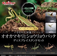[魂SHOP限定GOL] 生物圖鑑ADVANCE 螳螂& 中華劍角蝗 展示架套裝
