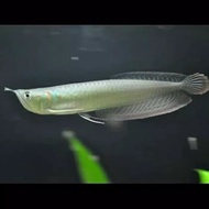 Ikan Arwana silver 27cm