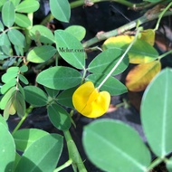 ANOR - Anak Pokok Kekacang Pintoi / Arachis Pintoi sapling