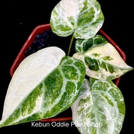 Anthurium Red Space Variegated