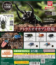 「訂購」 BANDAI - 生物大圖鑑之大甲蟲6 (全套5款)