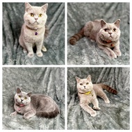 Kucing British Shorthair Betina Ped WCF