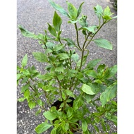 Selasih @ Thai Basil / Daun Selasih Masakkan