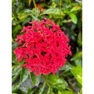 Outdoor plant - Red Ixora Flower