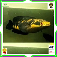 Unik Ikan Hias Channa Maru Riau Red Eye 8-10cm Murah