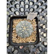 Augustfame - Astrophytum Asteria Superkabuto AL5 超兜V 仙人球 cactus succulent