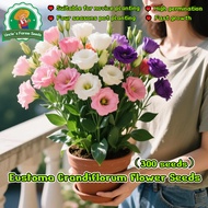 100% Authentic 300seeds Mixed Color Eustoma Flower Seeds for Planting Indoor Flowering Plants Seeds 