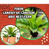 Pokok Langsuyar || Langsuir || bird nest fern