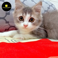 KUCING PERSIA MEDIUM - KITTEN PERSIA